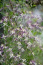 Virgins bower, Clematis triternata Rubromarginata, flowering on wire panel